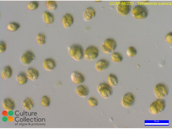 Tetraselmis suecica
