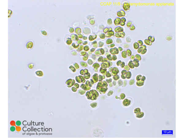 Chlamydomonas applanata