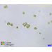 Chlamydomonas applanata