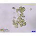 Chlamydomonas applanata
