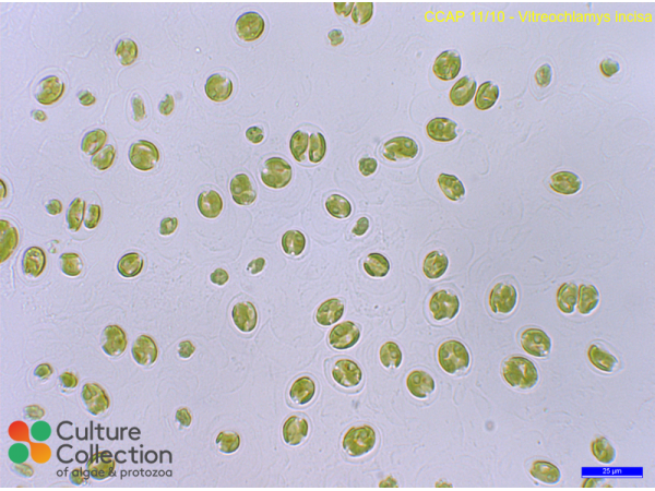 Vitreochlamys incisa