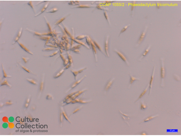 Phaeodactylum tricornutum