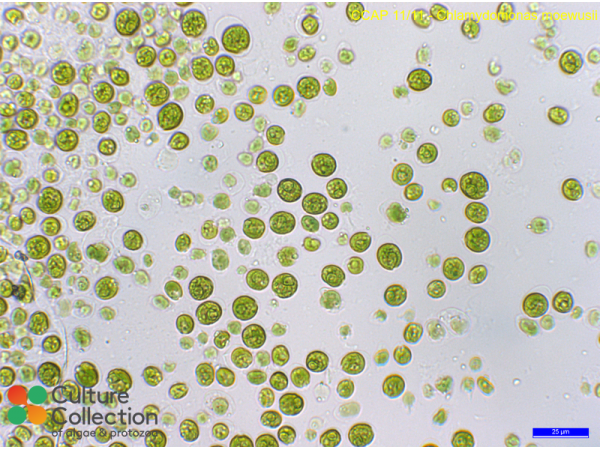 Chlamydomonas moewusii