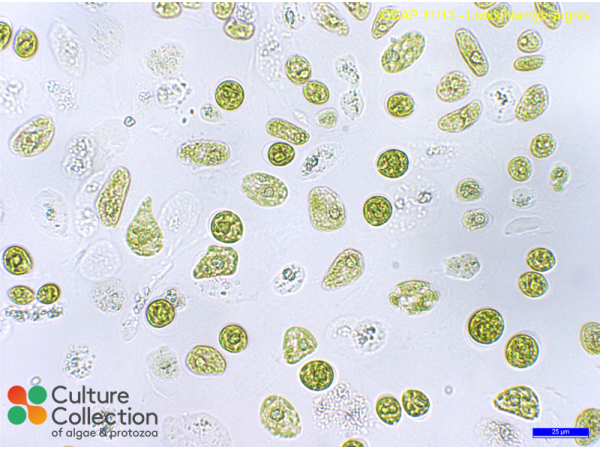 Lobochlamys segnis