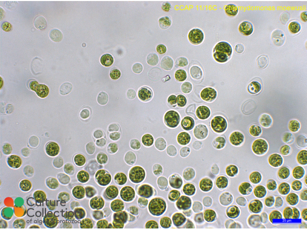 Chlamydomonas moewusii