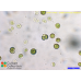 Chlamydomonas moewusii