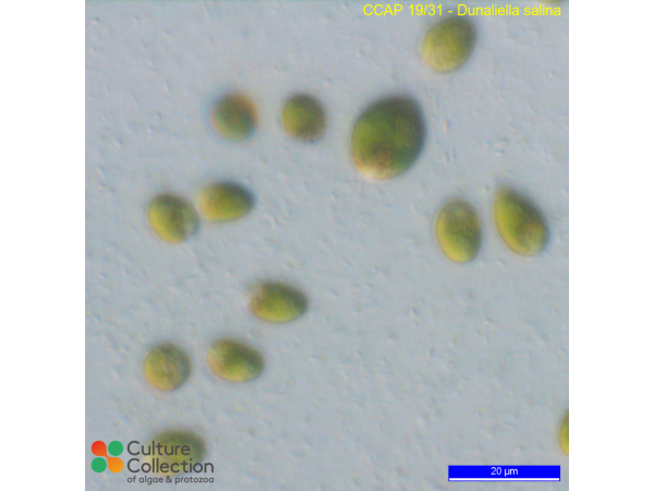 Dunaliella salina
