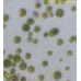 Dunaliella salina