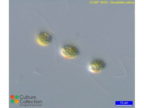 Dunaliella salina