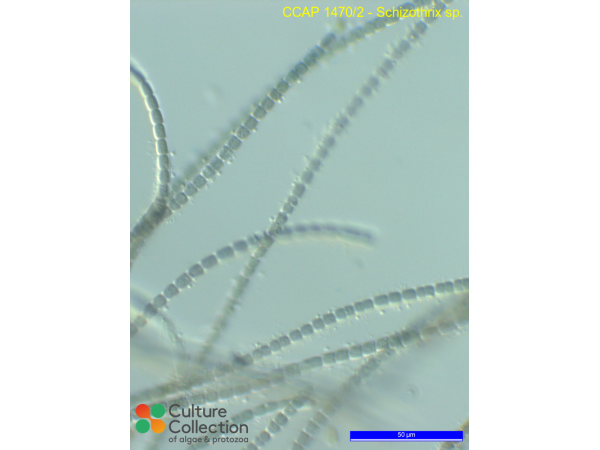 Schizothrix sp.