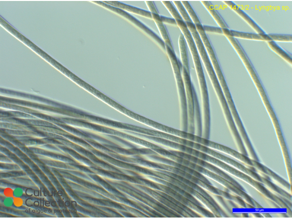Lyngbya sp.