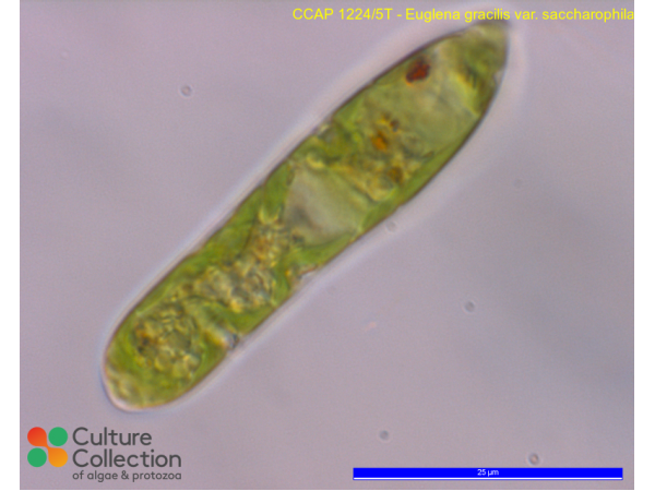 Euglena gracilis var. saccharophila