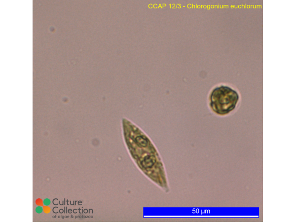 Chlorogonium euchlorum