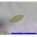 Chlorogonium euchlorum
