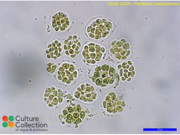 Pandorina charkowiensis