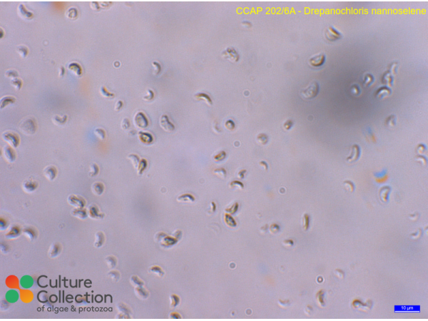 Drepanochloris nannoselene