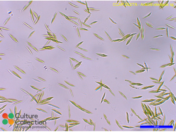 Monoraphidium sp.