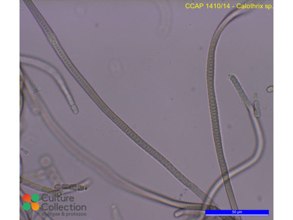 Calothrix sp.