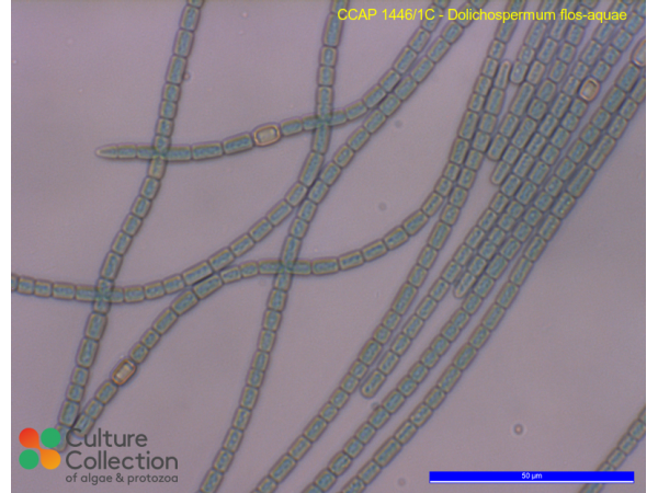 Anabaena sp.