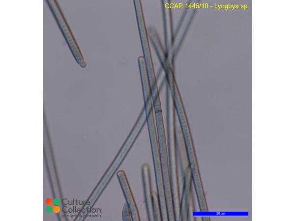 Lyngbya sp.