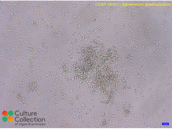 Synechococcus sp.