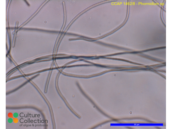 Phormidium sp.