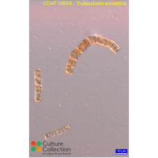 Thalassiosira eccentrica