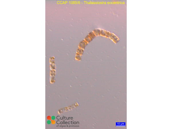 Thalassiosira eccentrica