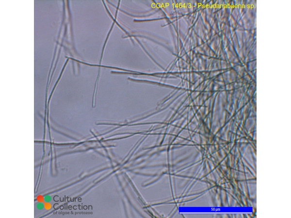 Pseudanabaena sp. Pseudanabaena sp.