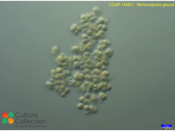 Merismopedia glauca Merismopedia glauca
