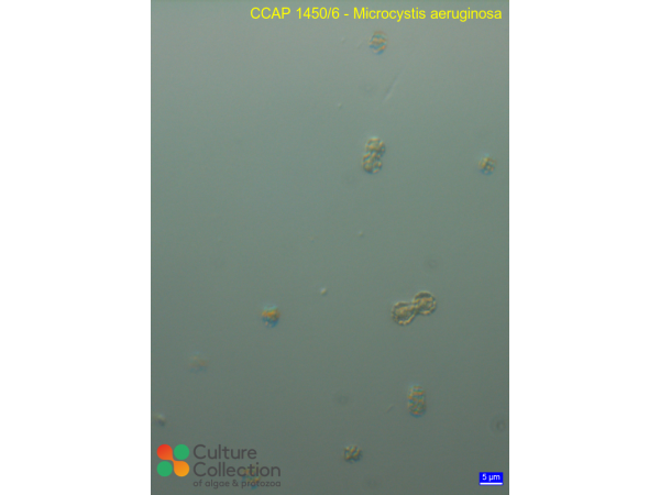 Microcystis aeruginosa