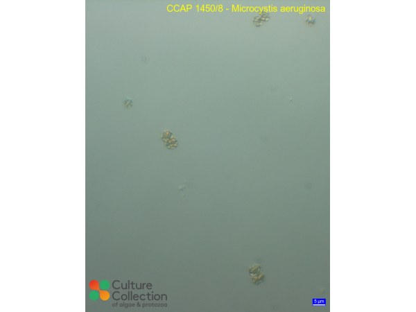 Microcystis aeruginosa
