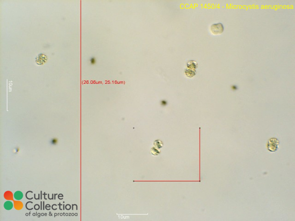 Microcystis aeruginosa