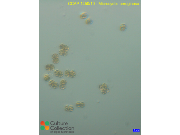 Microcystis aeruginosa