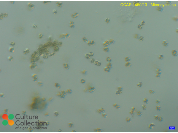 Microcystis sp.