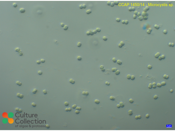 Microcystis sp.