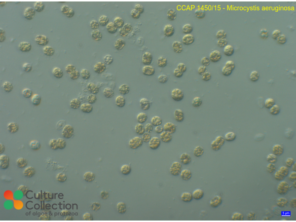 Microcystis aeruginosa