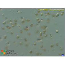 Microcystis aeruginosa