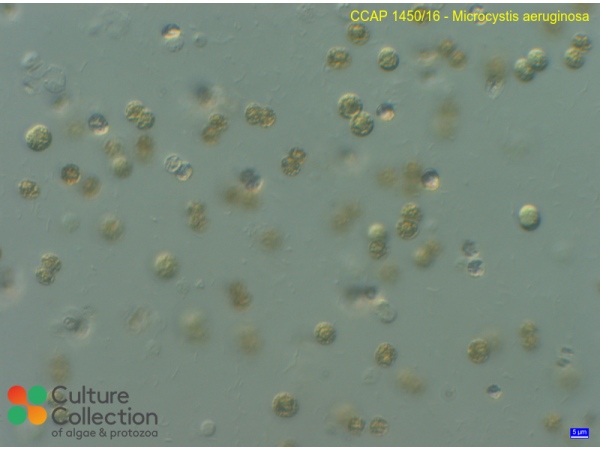 Microcystis aeruginosa