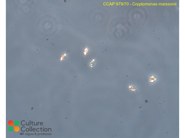 Cryptomonas marssonii Cryptomonas marssonii
