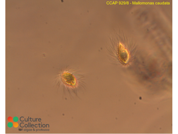Mallomonas caudata