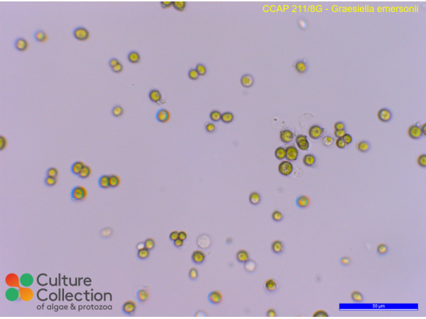 Graesiella emersonii Graesiella emersonii