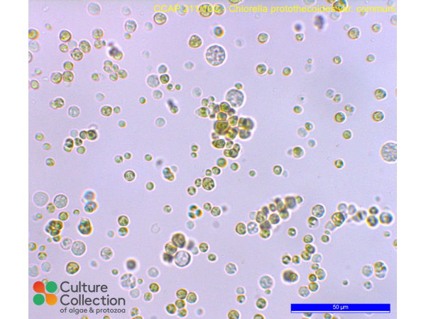 Jaagichlorella luteoviridis Jaagichlorella luteoviridis