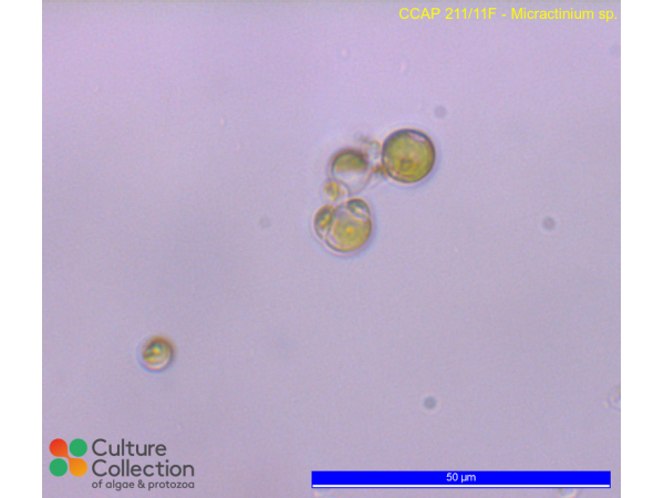 Micractinium sp.