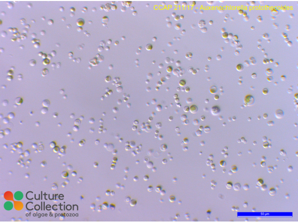 Auxenochlorella protothecoides