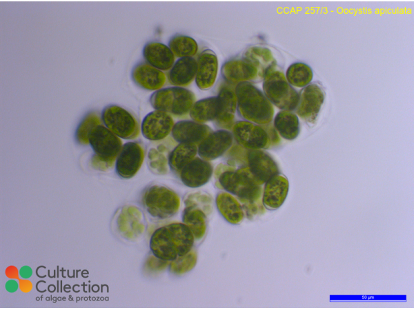 Oocystis apiculata