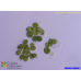 Oocystis apiculata