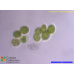 Oocystis apiculata
