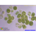 Oocystis apiculata