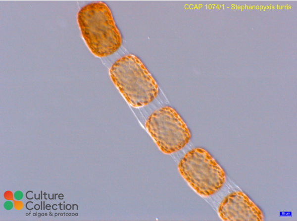Stephanopyxis turris